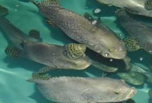 淡水石斑鱼苗的品种，不同品种分布区域不同