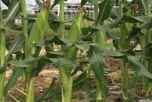 滇宝153玉米栽培技术要点，春播适宜在4月上中旬播种