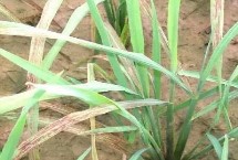水稻叶片发红如何治疗，需根据病害类型喷施对应农药