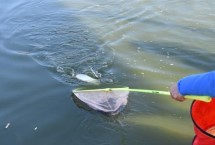 抄网的作用，可将大鱼从水中捞出