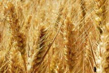 郑麦163小麦栽培技术要点，每亩适宜基本苗15万左右