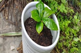 栀子花花期怎么浇水，在八月份左右进行