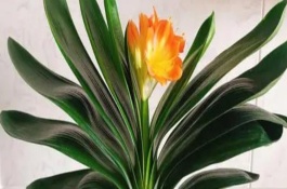 君子兰第一次开花夹箭的原因，从出箭到开花需要一周左右