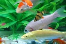 养鱼可以用什么水，井水、江河湖水、泉水都可以