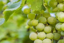 酿制葡萄酒的品种有哪些，包括碧香无核、阳光玫瑰、绿玫瑰等类型
