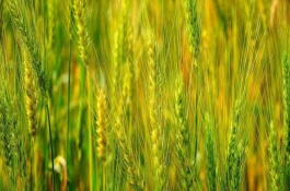 洛麦21号小麦栽培技术要点，全生育期219天