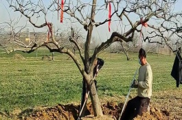 新栽的柿子树需要浇水吗，刚栽下去需要浇水