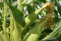 米糯1157玉米栽培技术要点，种植密度不宜过大