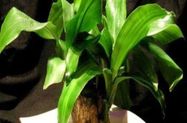 巴西木开花的兆头，寓意富贵吉祥、