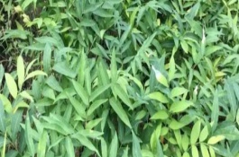 无患子树的防虫方法,在春季进行栽种为佳 无患子树的防虫方法,在春季进行栽种为佳