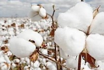 适合在湖南种植的棉花品种，这8种总有适合你的