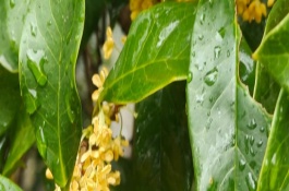 桂花的叶子掉光了还能成活吗，只要根部没受损便可活