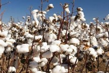 中棉1279棉花栽培技术要点，生育期111天