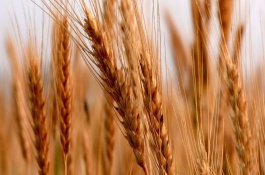 明麦133小麦栽培技术要点，适期播种每亩基本苗16万左右