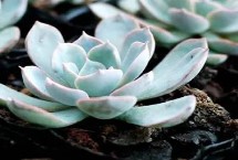 蓝石莲为什么掉叶子，基本干透再浇透