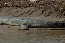 形态特征，属爬行动物