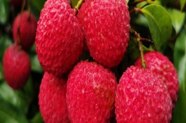 早熟荔枝采果后怎么管理，以优质有机肥和氮磷钾完全肥为主