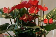 红掌浇水注意事项，应在温暖的天气中进行