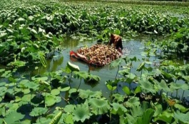 莲藕忌什么复合肥，合理追肥是确保产量的关键措施