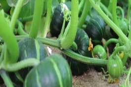 南瓜苗移栽后如何管理，1-3月和7-8月均可种植