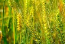 兰航选151小麦栽培技术要点，生育期262天