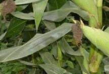 荃玉898玉米栽培技术要点，高抗大斑病