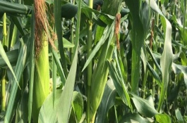 金梁199玉米栽培技术要点，4月下旬至5月上旬播种