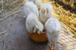 小鸡能吃生小米吗，直接用开水泡一段时间即可