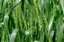 周麦22号小麦栽培技术要点，适宜播期10月上中旬