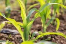 文单707玉米栽培技术要点,密度4000株/亩左右