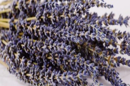 薰衣草可以活几年，一般能达到3-6个月