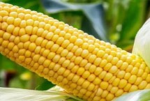 延科12号玉米栽培技术要点，适宜播种期4月中下旬