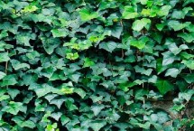 常春藤的主要价值，属于五加科、常春藤属攀援灌木的统称