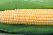 天育819玉米栽培技术要点，4月28日－5月10日播种