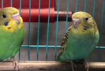 虎皮鹦鹉每天吃多少克粮食，可能是吃多了或患有肠胃炎等