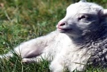 导致羊酸中毒的原因，要根据中毒原因来治疗