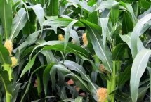 飞天88玉米栽培技术要点，中抗粗缩病