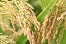 兴育早优水稻栽培技术要点，粳型常规种水稻品种