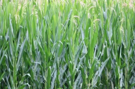 冠玉216玉米栽培技术要点，一般6月上中旬播种