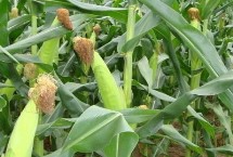 恩喜爱2号玉米栽培技术要点，每亩适宜密度3500株左右