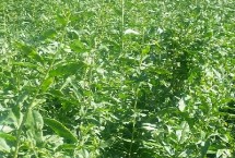 什么品种的枸杞苗好，一般可在当地的种苗实体店选购