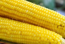 DZ288玉米栽培技术要点，出苗至成熟128天