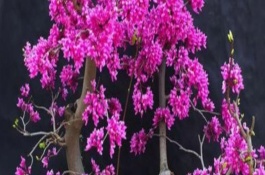 紫荆花冬季会不会开放，天气暖和适合修剪