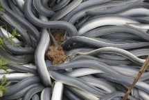 日本鳗的产地，主要分布在越南等国家