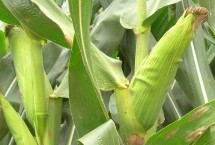 蠡玉236玉米栽培技术要点，中抗大斑病