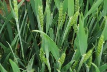 临研151小麦栽培技术要点，与对照品种良星99熟期相当