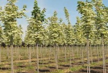 苗木假死的原因，主要是由于苗木质量差造成的