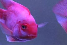 鹦鹉鱼的眼睛为什么向外凸出，可能是水质水温或基因变异等