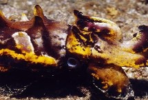 印尼墨鱼的毒性毒理，产于印度尼西亚、马来西亚等地区