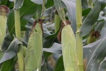 东农297玉米栽培技术要点，选择中上等肥力地块